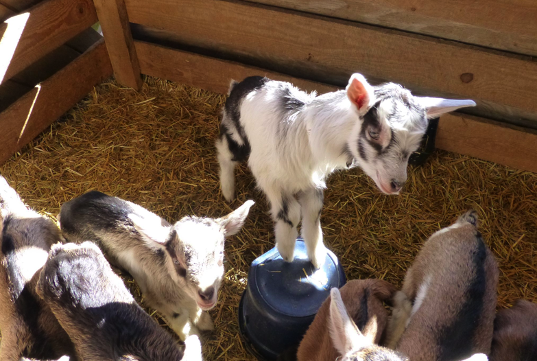 Goats gathered around at the Huard Family Farm in Craftsbury. 
