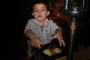 Kasen helps load apples into the grinder Friday night. 