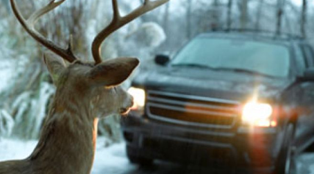 Pop Shot at Deer from Truck Hits Another Vehicle