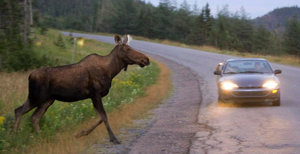Moose-Vehicle Collision in Newport Center