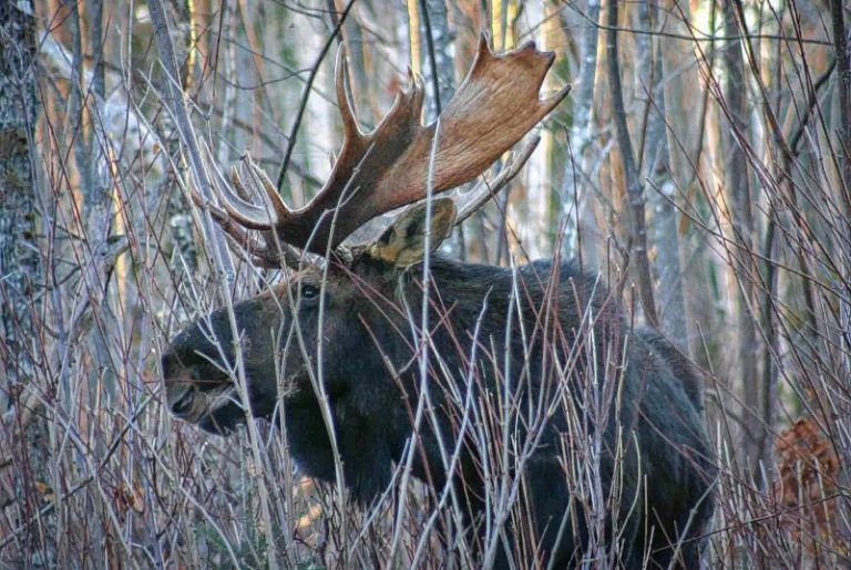 Moose hunting application deadline June 10, hunters urged to apply online