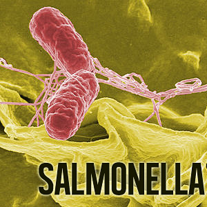 salmonella outbreak Vermont four sick