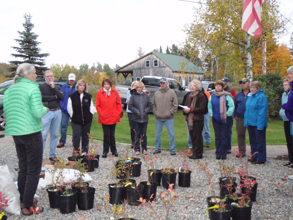 Judy Davis speaking about the use of shrubs like blueberries as buffers.