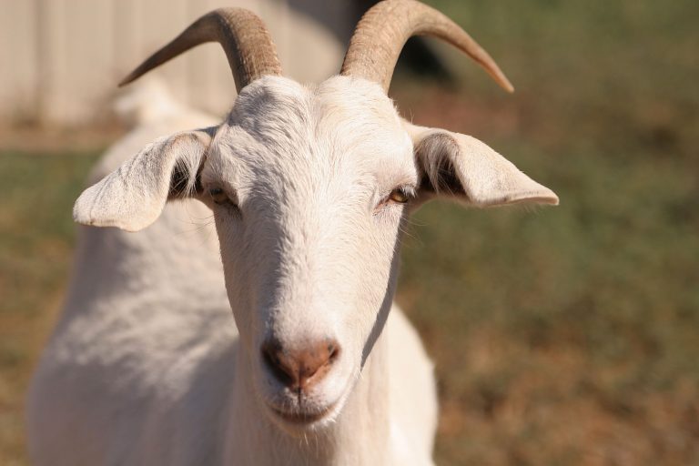 Holland goat farmer facing animal cruelty charges