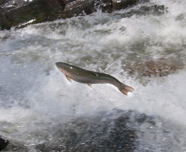 Steelhead Rainbow Trout runs are happening now at Willoughby Falls