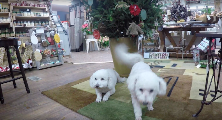 Sponsored Post: Merry Christmas video from Lapierre’s Decorating Center in Newport