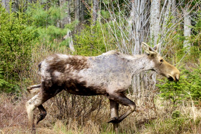 Moose poached in Westmore, dragged to Orleans