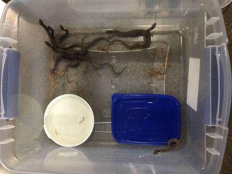 Man charged in Maidstone with importing exotic snakes