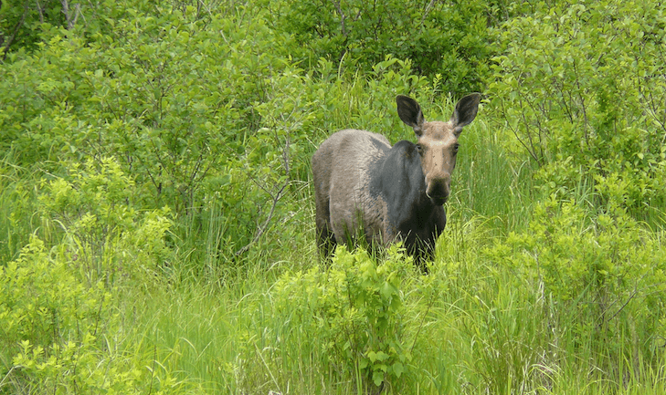 Community raises reward money to help solve Westmore moose poaching case