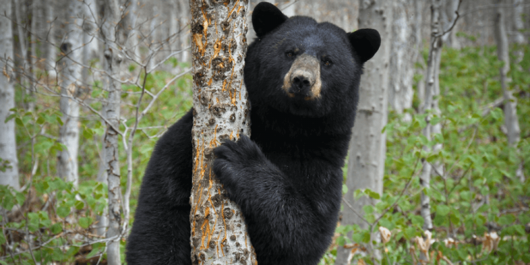 Learn about Vermont’s black bears in Lyndonville on August 7