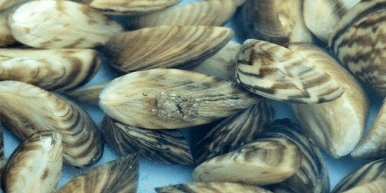 Zebra mussels identified in Magog Bay, Lake Memphremagog