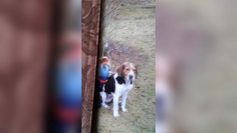 Dog stolen in Irasburg