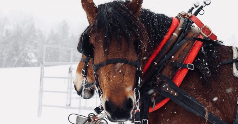 Full Schedule: Island Pond Winter Carnival Feb. 7 – 9