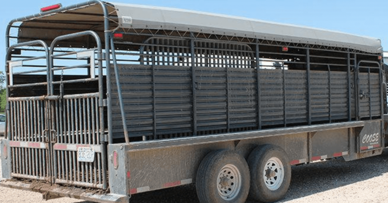 Cow falls off livestock hauling trailer in Rockingham