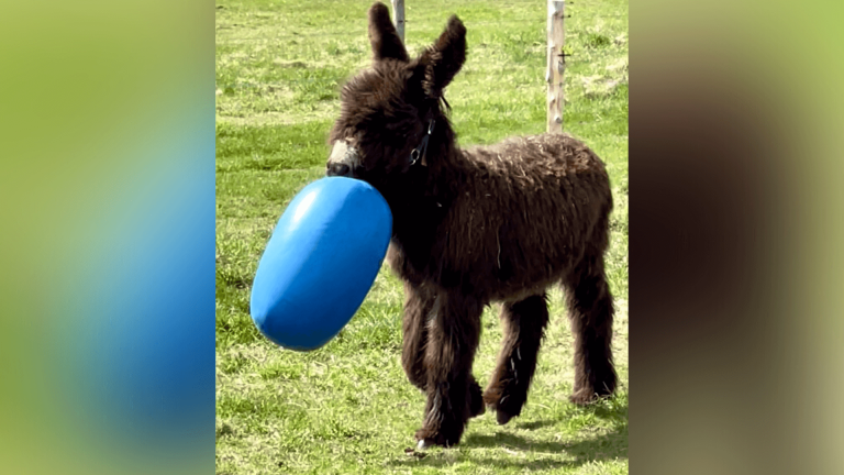 All invited to birthday party for rare donkey living in Brownington