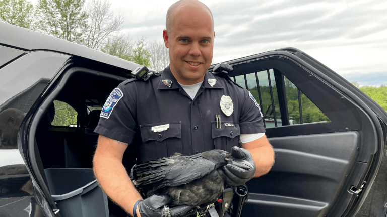 Police rescue raven that was hit by car in Castleton