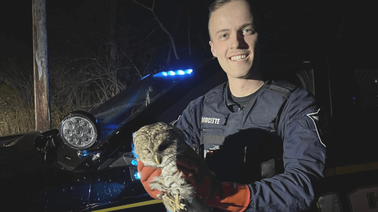 Police save owl in Bennington County