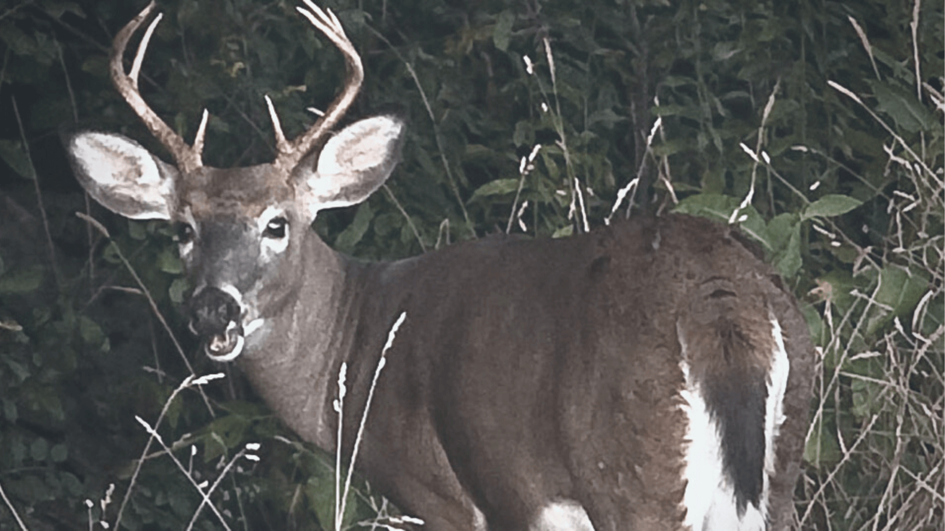 Regular deer hunting season in Vermont opens November 12 Newport Dispatch
