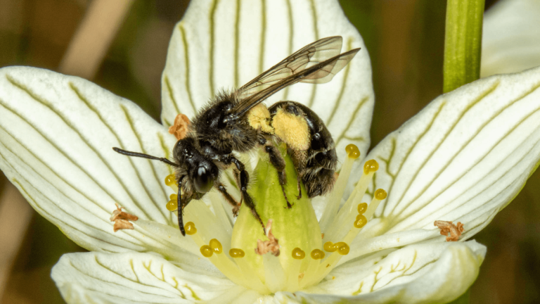 Vermont’s Wild Bees Report assesses conservation status for first time