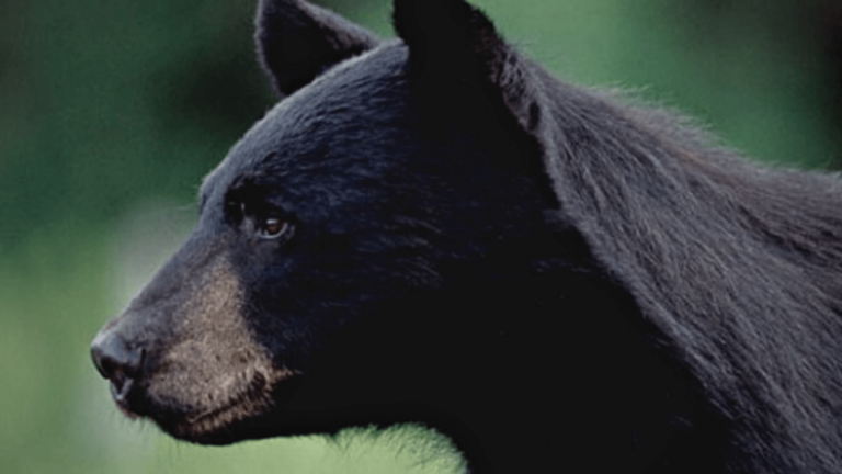 Bear attack in Windham County