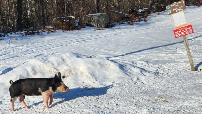 Pig rescued from Jackson, NH ski trail