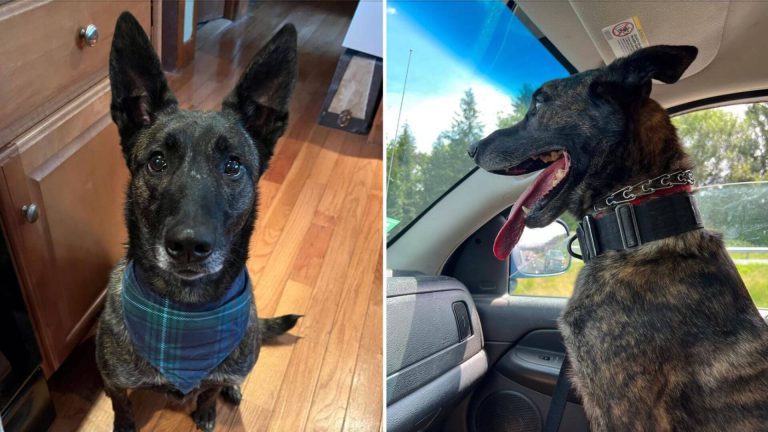 North Hampton: Be on the lookout for missing dog