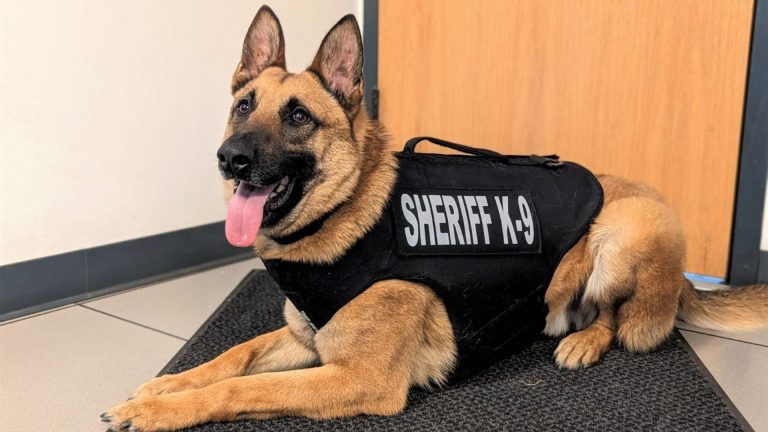 K9 Edo with the Lamoille County Sheriff’s Office gets bullet proof vest