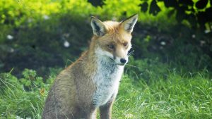 Bath residents warned after third rabid fox found in a month