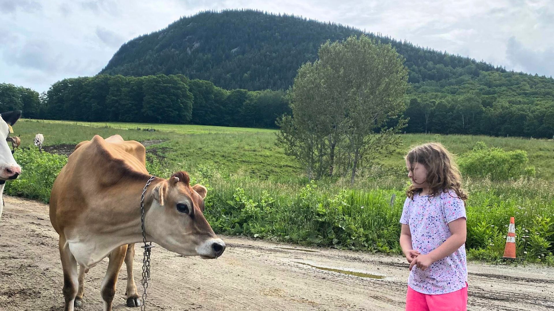 Vermont farms to host Open Farm Week events, including dairy fun day in Westmore – Newport Dispatch